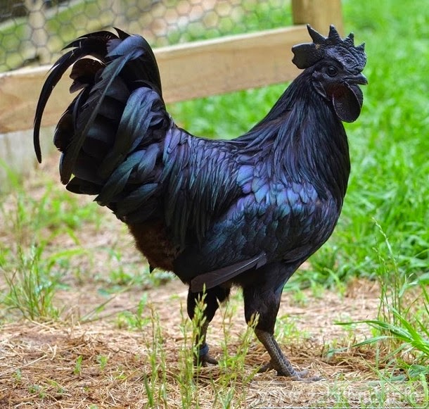 ما لا تعرفه عن الدجاج الأسود Image