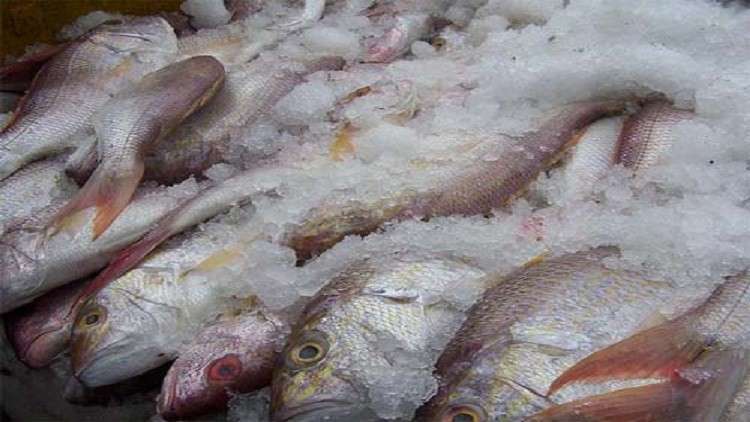 أثر تجميد السمك على فوائده الغذائية Image