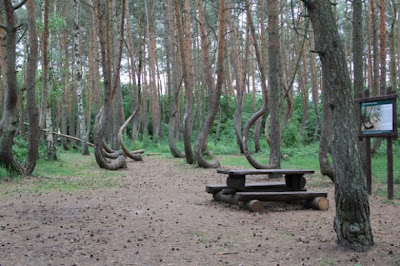 بالصور..من الألغاز المحيرةغابة الأشجار المعقوفة فى بولندا !  Image