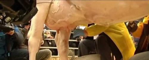 وزراء يحلبون البقر لتشجيع منتجات الألبان Image
