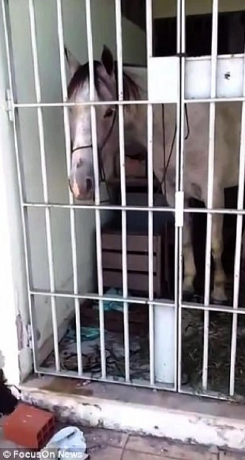 سجن حصان بتهمة غريبة Image