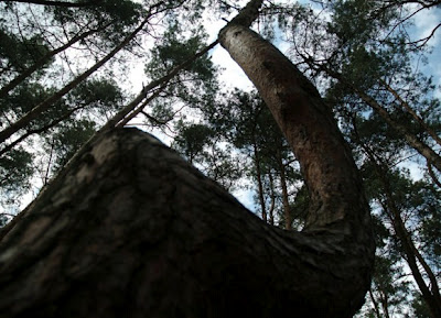 بالصور..من الألغاز المحيرةغابة الأشجار المعقوفة فى بولندا !  Image