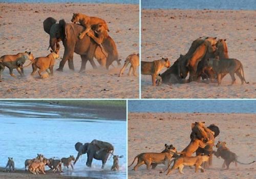 فيل مراهق يذل 14 أسداً في معركة برمائية. Image