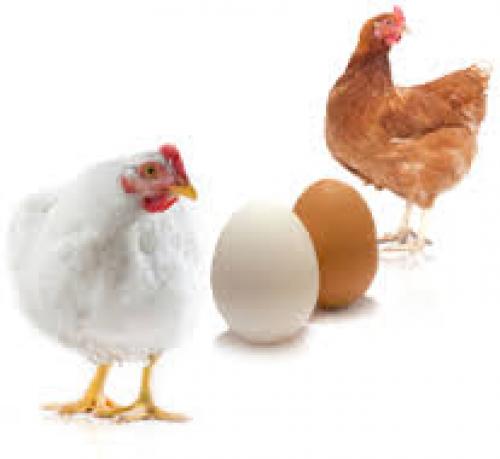 إنخفاض أسعار الدجاج والبيض قبل نهاية الشهر الحالي Image