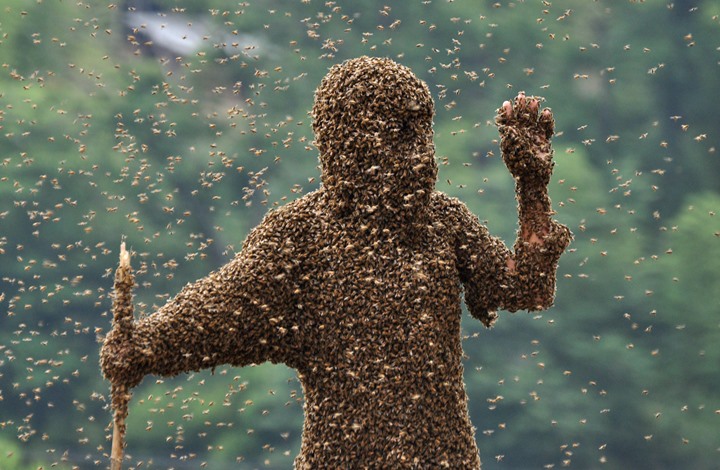سرب من النحل يقتل شابا أمريكيا في حديقة عامة Image