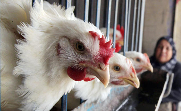 أسعار الدجاج ترتفع 29 % خلال أسبوع Image