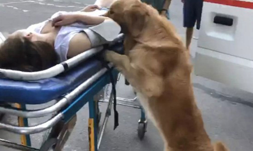 كلب يرافق صاحبته الى المستشفى Image