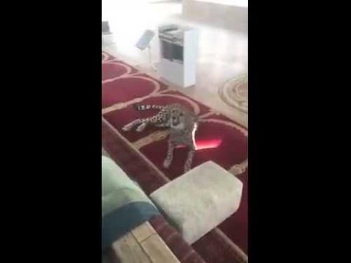 نمر يفاجىء المصلين بجلوسه في محراب المسجد Image