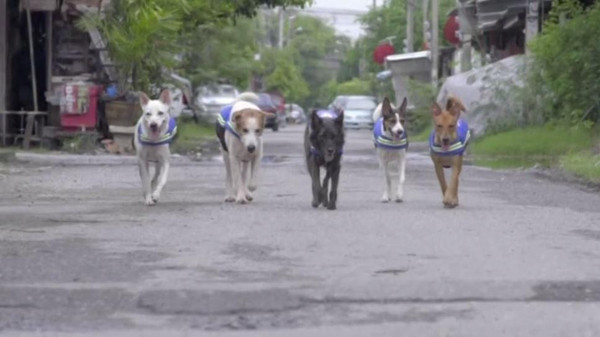 "سترات ذكية" تحول الكلاب الضالة لحراس بشوارع تايلاند Image
