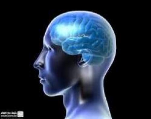 العلماء يكتشفون دماغا ثالثا في جسم الإنسان Image