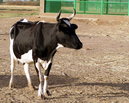 90 مزرعة أبقار أردنية انتشر بها الحمى القلاعية Image