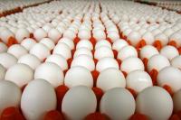  ارتفاع أسعار بيض المائدة والخيار والليمون في اربد