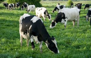 تعويض مربي الأبقار المتضررين من الحمى القلاعية مليون ونصف دينار