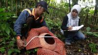 أضخم زهرة في العالم  ..  رصد (زهرة الجثة) في إندونيسيا 