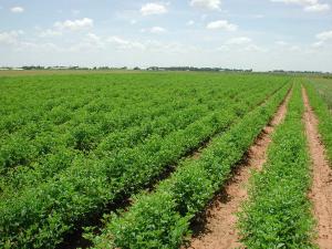 الزراعة بالأردن بين خطري شح المياه وارتفاع درجات الحرارة