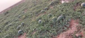 الزراعة : لا مشاكل في البطيخ الأردني