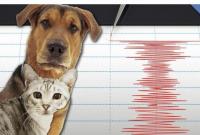 هل يمكن للحيوانات استشعار الزلازل قبل وقوعها؟ 