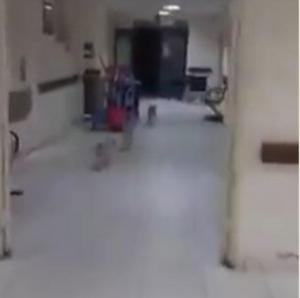 كلاب ضالة في مركز صحي حكومي - فيديو