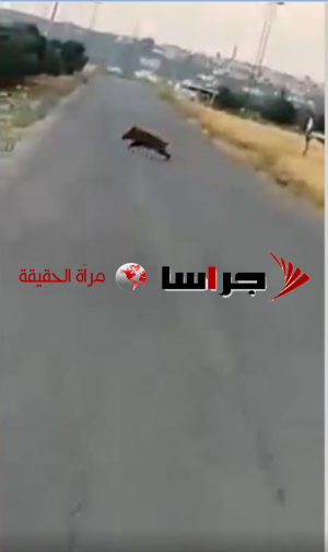 خنازير برية تهاجم قرية في اربد - فيديو