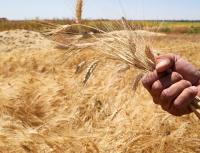 الحكومة تبدأ مشروع شراء محصولي القمح والشعير من المزارعين
