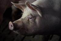 انتشار إنفلونزا الخنازير في روسيا