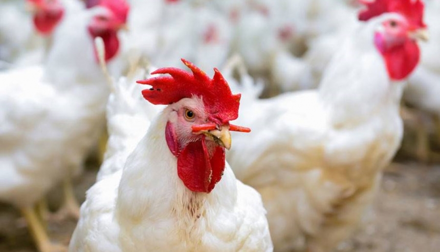 وقف استيراد الدجاج من مقاطعات تركية Image