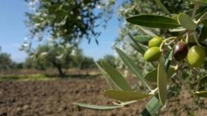 زراعة الكورة تحذر مزارعي الزيتون من الأجواء الخماسينية