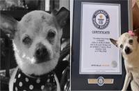 موت أقدم كلب في العالم "بيبلز" يدخل موسوعة جينيس