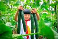 تلاميذ مدرسة ابتدائية في الصين ..  يأكلون مما يُنتجون  
