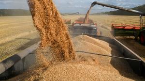 أسعار القمح تتجه لأطول سلسلة خسائر فصلية منذ 14 عاما
