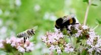 ٍسورة النحل تبهر باحثة أمريكية "فيديو"