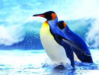 اجتماع «تشاوري» لحماية البطريق
