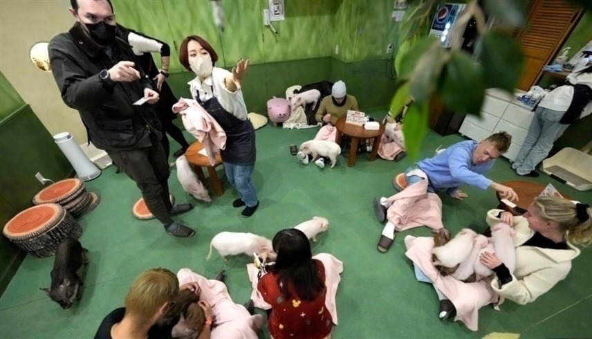 مقهى لقضاء الوقت مع الخنازير في اليابان Image