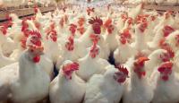 هل تفعلها الحكومة وتجمد الضريبة عن أعلاف الدجاج؟