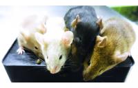 فئران «من دون أم» مستنسخة من خلايا ذكرية