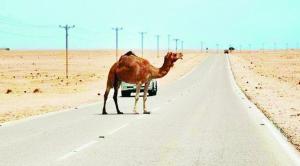 مطالبات بوضع تتبع الكتروني للإبل السائبة على "الصحراوي"