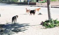أمانة عمان : مشكلة الكلاب الضالة تتفاقم وعجز عن المواجهة